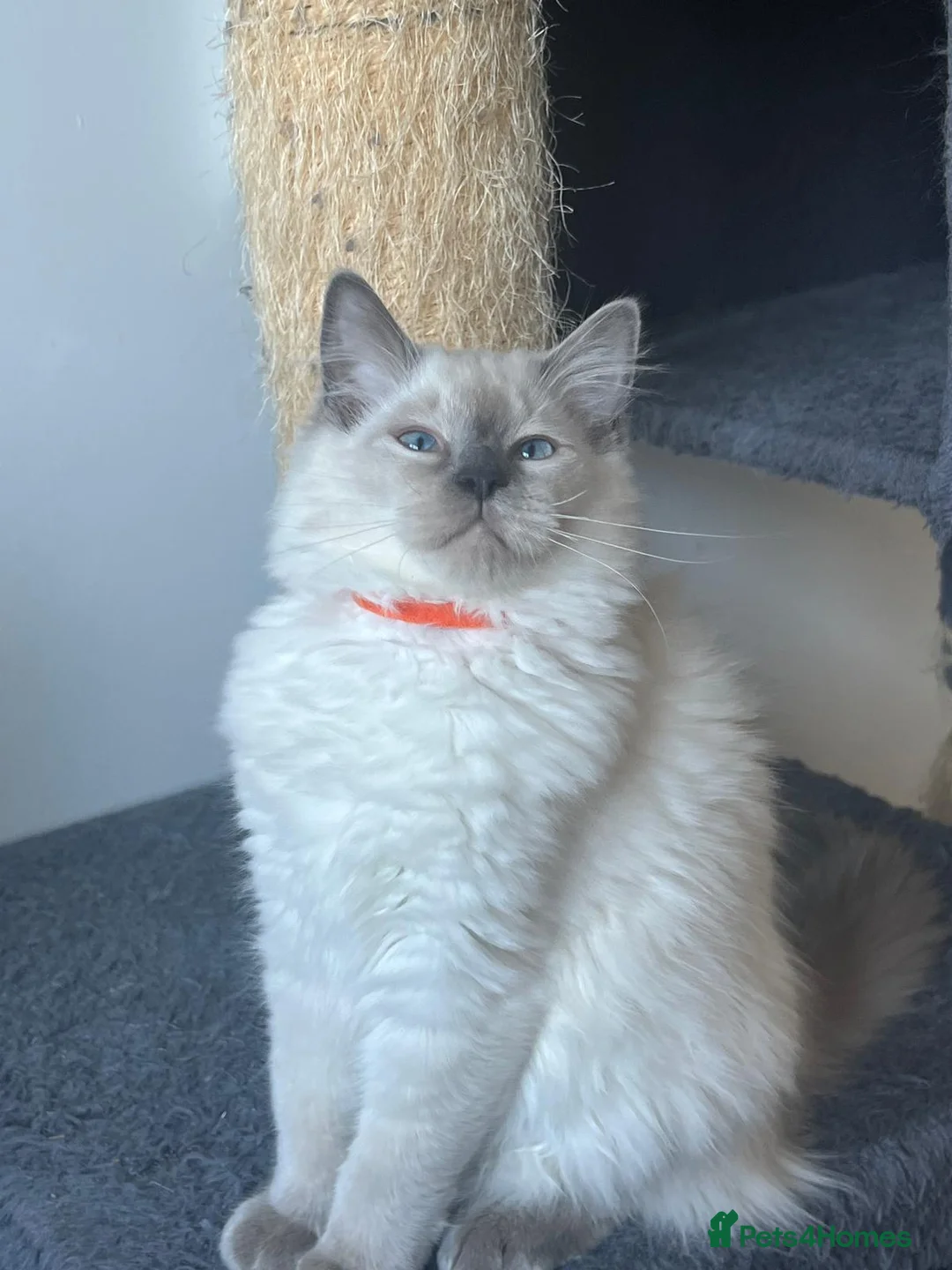 Ragdoll cats for sale: 🩷1 gorgeous bluepoint ragdoll girl left!!🩷 - Advert 1