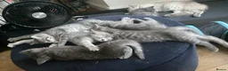 Mixed Breed cats for sale: Ragdoll x British shorthair  - Advert 3