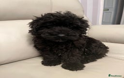 Cockapoo dogs for sale: 2 male Cockapoo puppies remaining - ready to leave in Beccles - Image 1