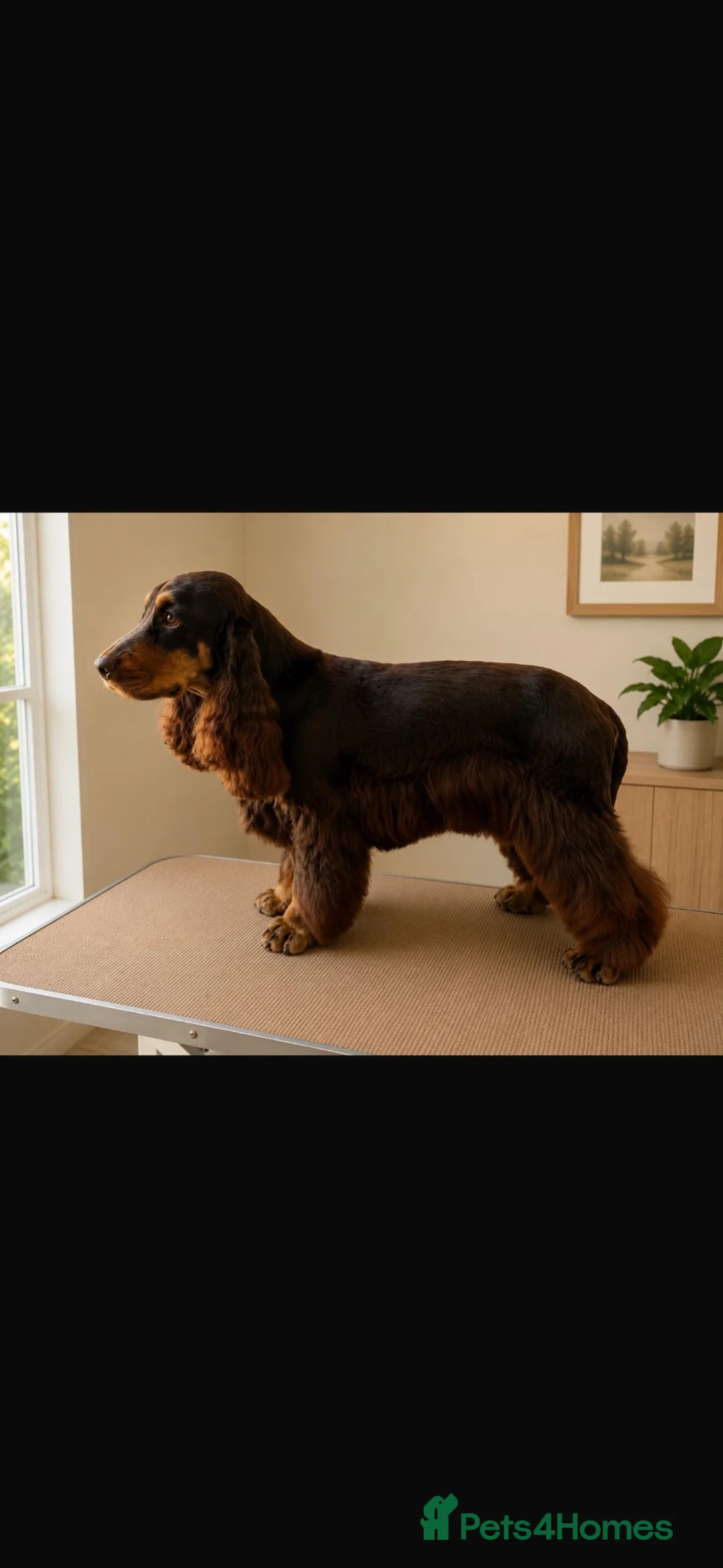 Cocker Spaniel dogs for sale: Quality KC helth tested 5* - Advert 7