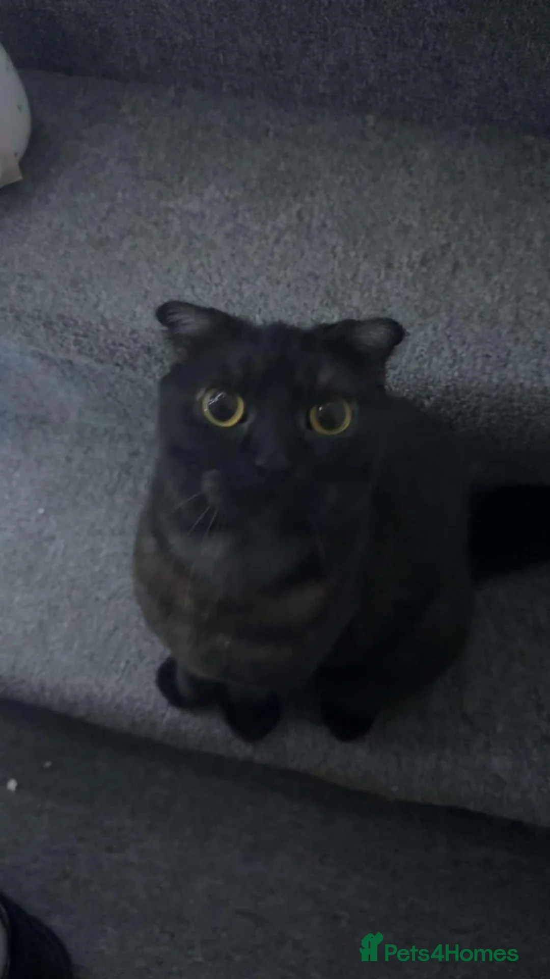 Mixed Breed cats for sale: New cuties kittens in town  - Advert 1