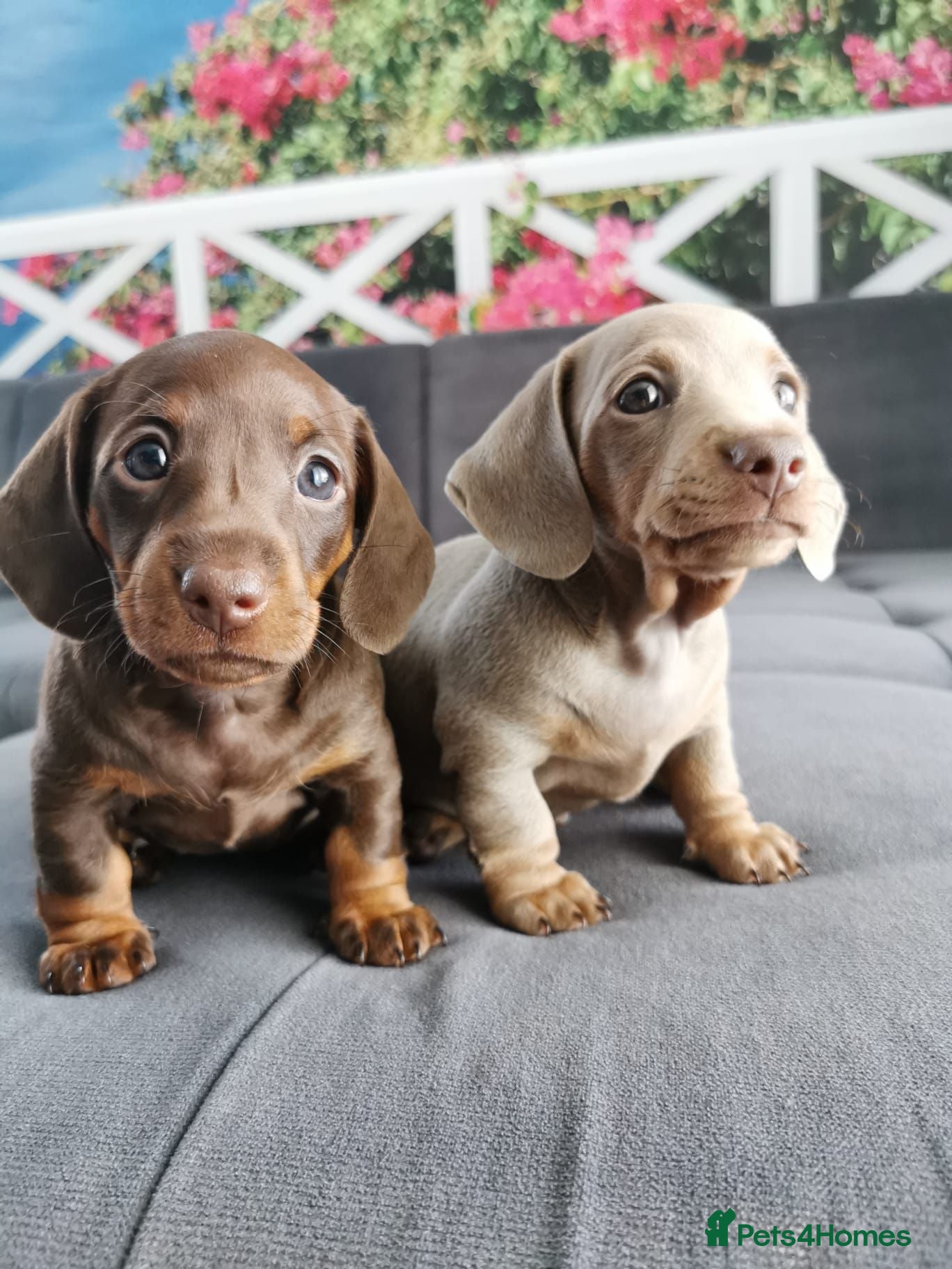 Miniature Dachshund dogs 🐾 Gorgeous  Miniature Dachshund Puppies 🐾 - Advert 1