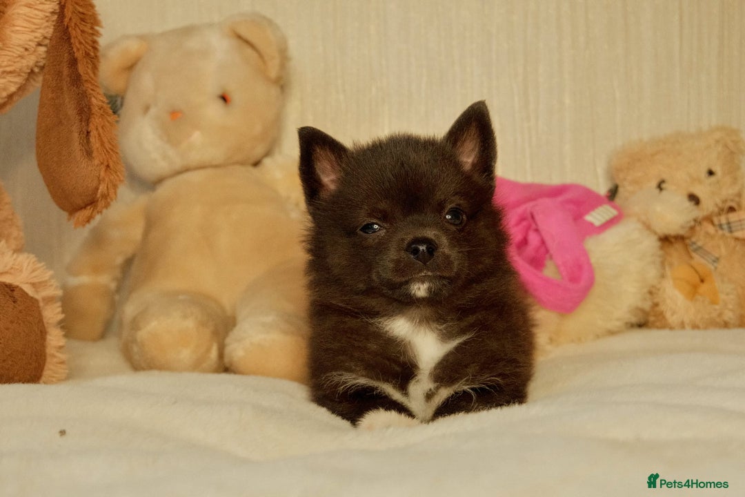 Pomsky dogs for sale: 5 tiny toy pomsky pups - Image 24