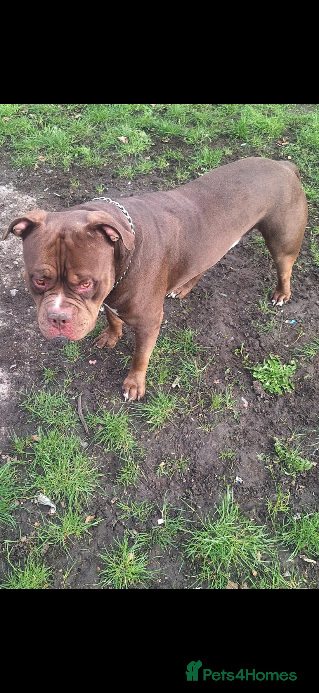 Mixed Breed dogs for sale: Dog for sales in Croydon - Advert 2