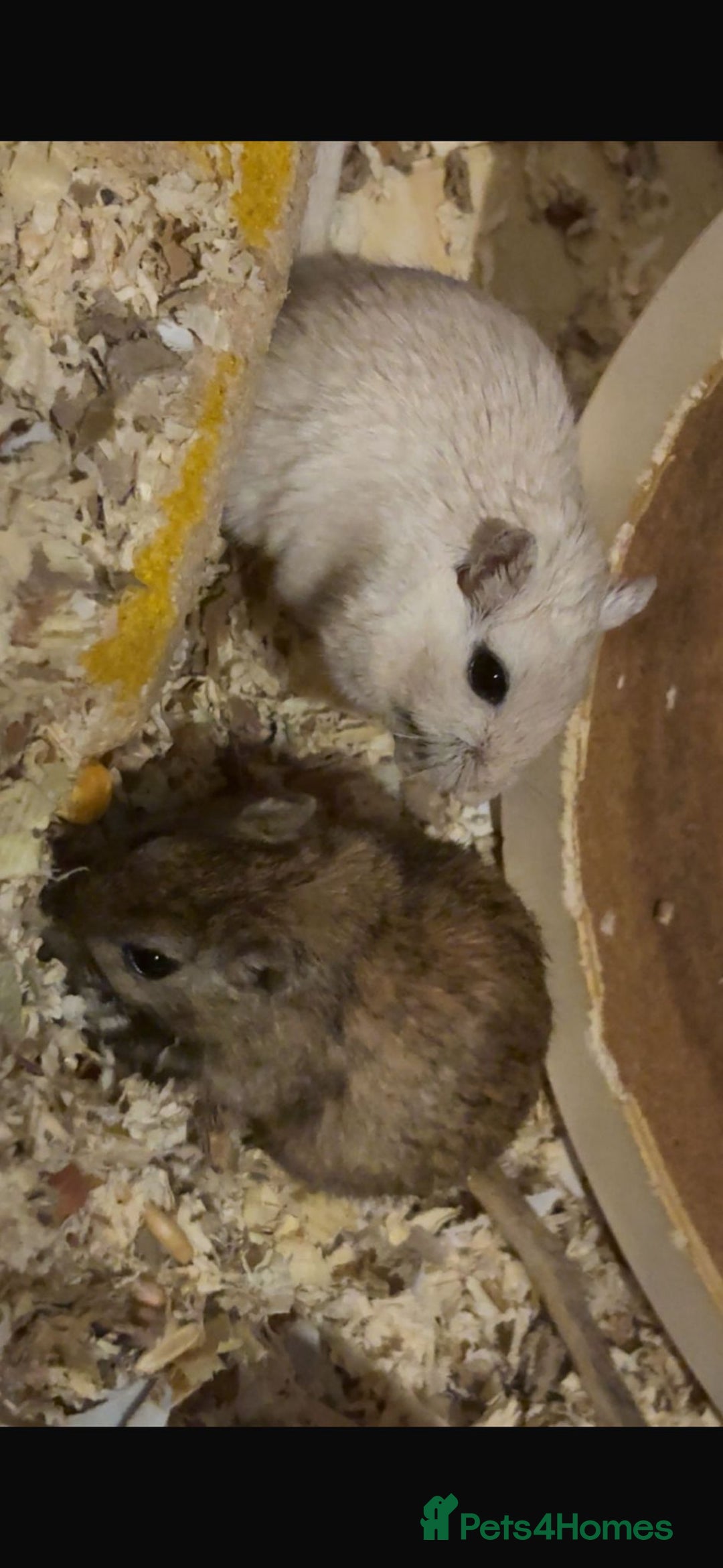 Gerbil rodents for sale: 3 male gerbils  - Advert 2