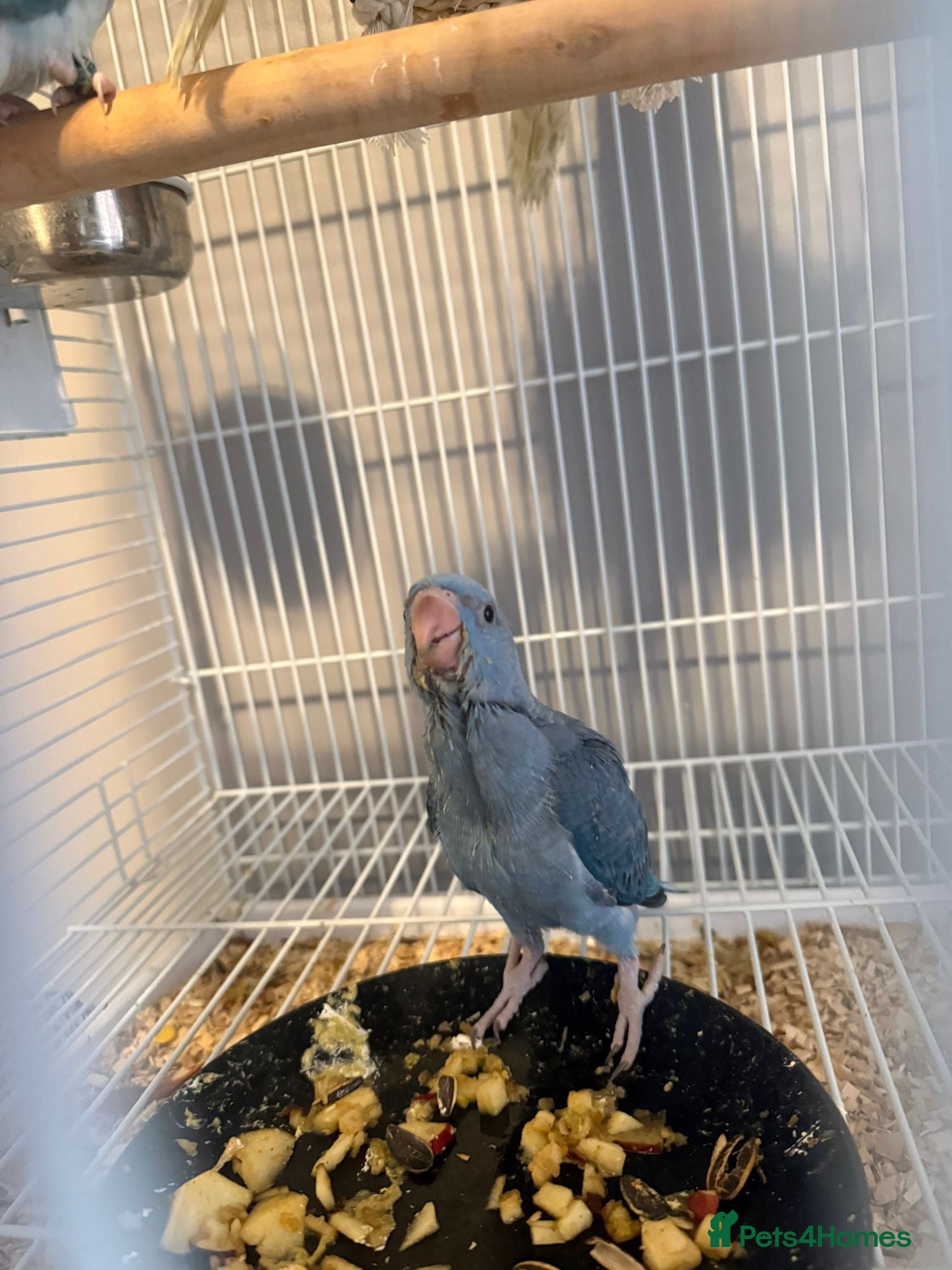 Ringnecks birds Hand Reared Baby Indian Ringnecks  - Advert 2