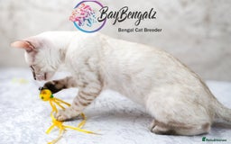 Bengal cats for sale: Champion line Superb Bengal Kittens  - Image 14