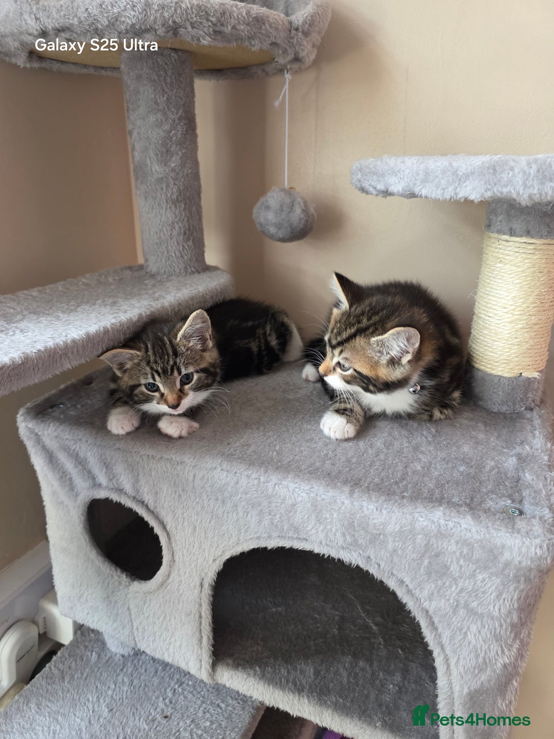 Mixed Breed cats for sale: 4 little kittens looking lovely new home.  - Image 8