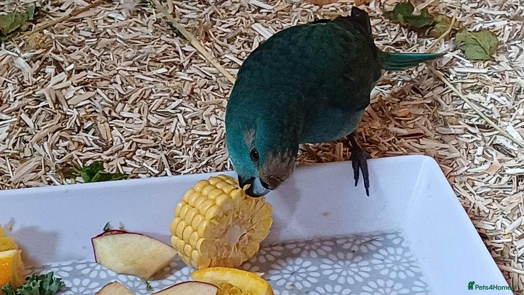 Parrots birds for sale: Beautiful bonded pair.ready.10 mnths old.nr watton - Image 7