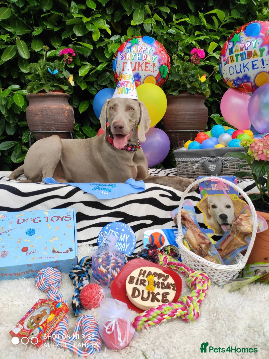 Weimaraner dogs for stud:  KC reg health tested Hipscored stud in Woodbridge - Advert 37