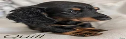 Miniature Dachshund dogs for sale: Miniature Longhaired Dachshund Puppies - Advert 21
