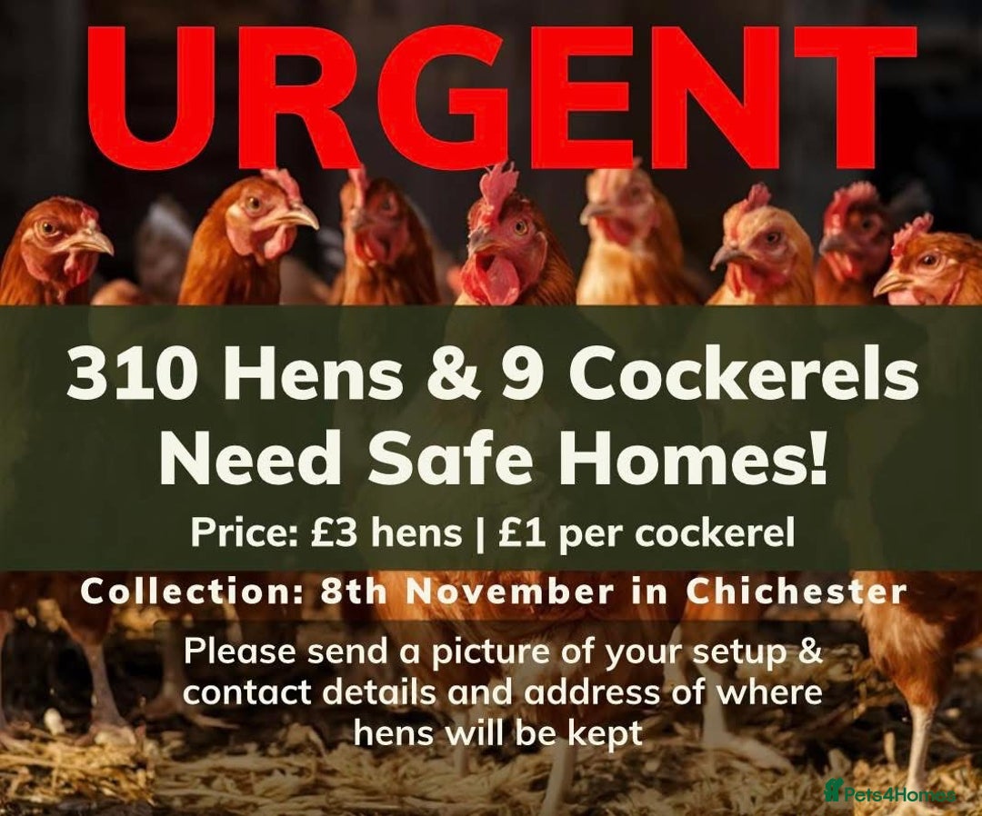 Chickens poultry for sale: Rescue Hens- collection this weekend - Image 7