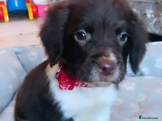 Sprocker dogs Ready now!!! Stunning sprocker puppies - Advert 16