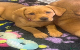 Labrador Retriever dogs for sale: Fox Red Working Type Labs  - Image 1