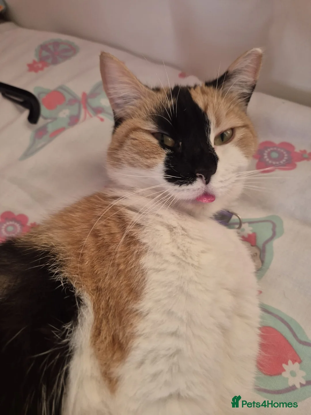 Mixed Breed cats for sale: Calico cat - Advert 2