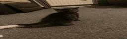 Mixed Breed cats for sale: 2 Kittens for sale  - Advert 4