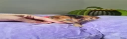 Abyssinian cats for sale: One beautiful Abyssinian boy - Advert 6