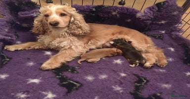 Cocker Spaniel dogs Show Type Cocker Spaniels Health Tested Parents  - Advert 4