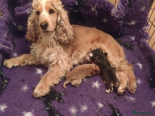 Cocker Spaniel dogs - Advert 2