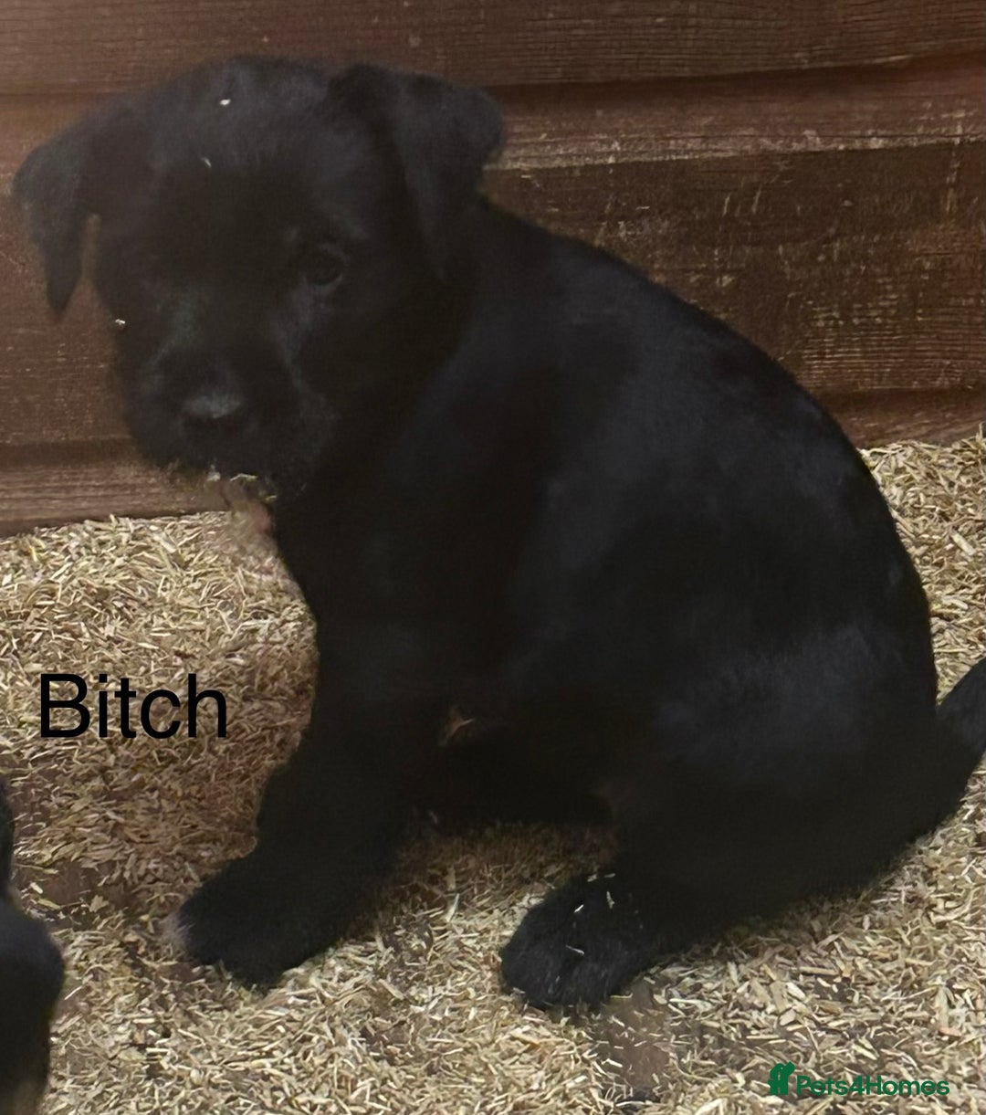 Mixed Breed dogs for sale: Patterdale x Boarder Lakeland Terrier puppies - Advert 14