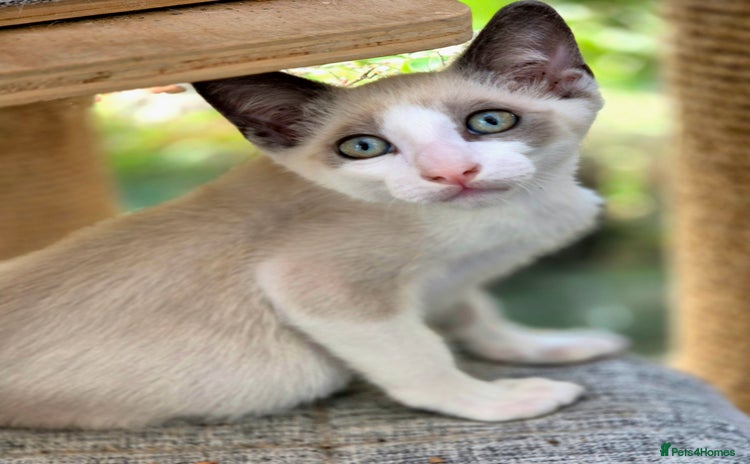 Snowshoe cats - Advert 15