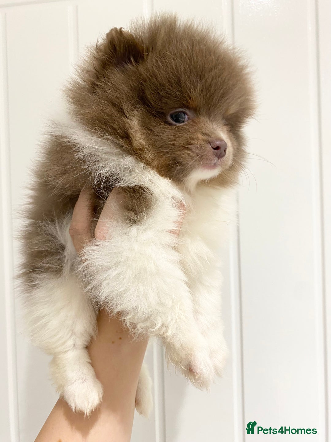 Pomeranian dogs for sale: FLUFFY TEDDY BEAR POMERANIANS 🐻  - Advert 3