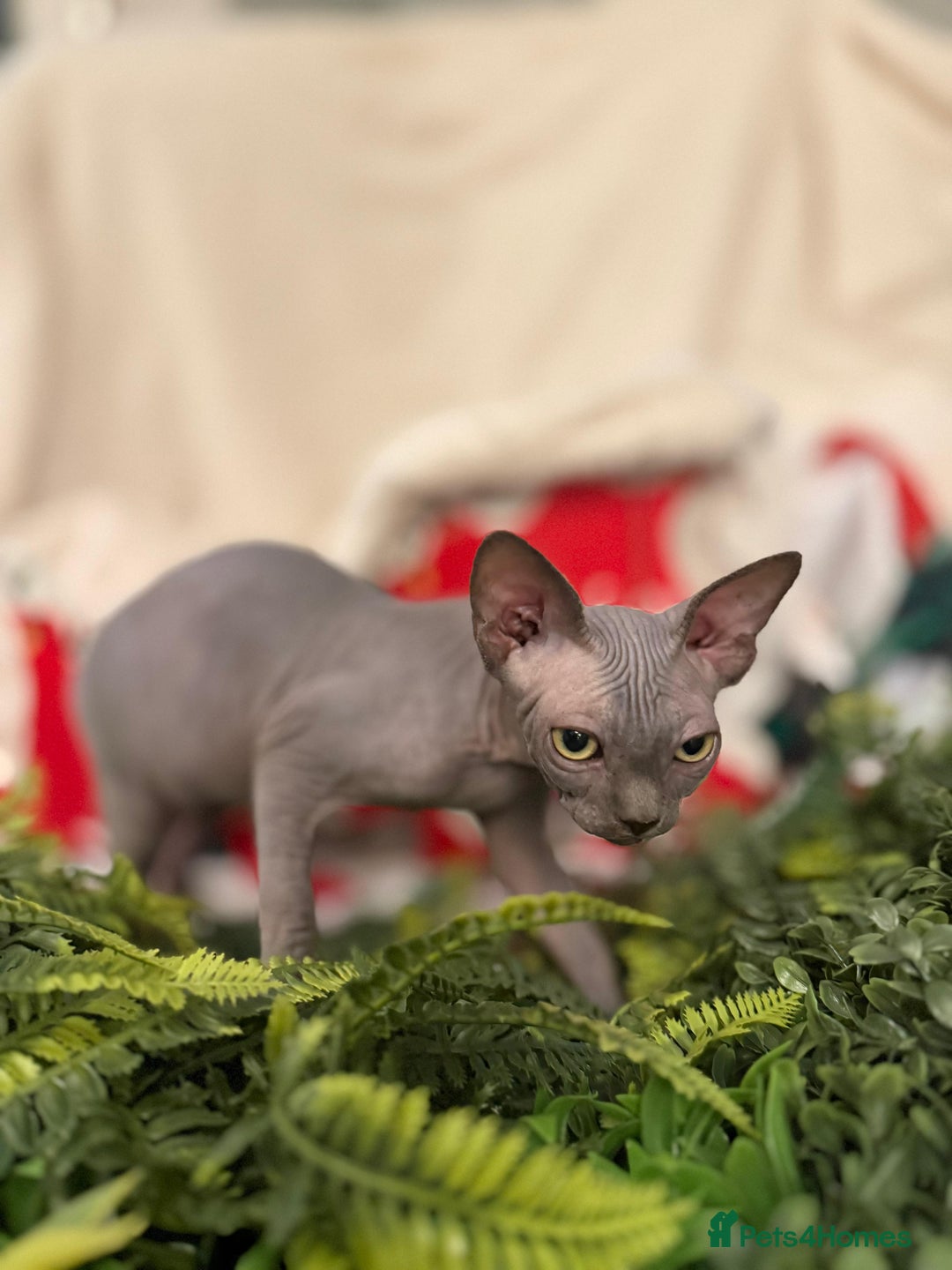 Sphynx cats for sale: EmaidacanadianSphinx - Advert 10