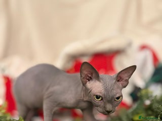 Sphynx cats EmaidacanadianSphinx - Advert 7