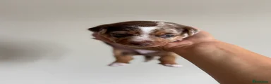 Jack Russell 2