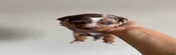Jack Russell dogs for sale: 3 Jack Russel Merle pups  - Advert 3