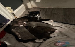 Mixed Breed cats for sale: Kittens  - Image 5