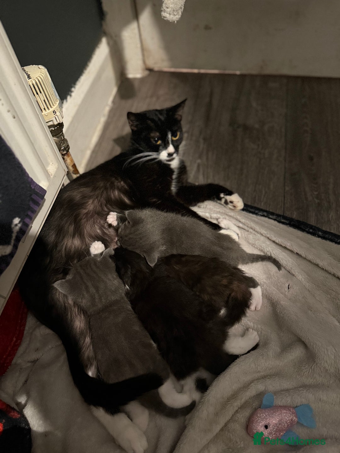 Mixed Breed cats for sale: Kittens  - Image 5