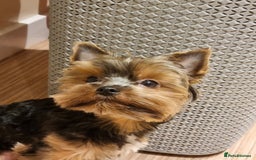 Yorkshire Terrier dogs for stud: Stunning Marco Black Tiger aka Paco - Image 3
