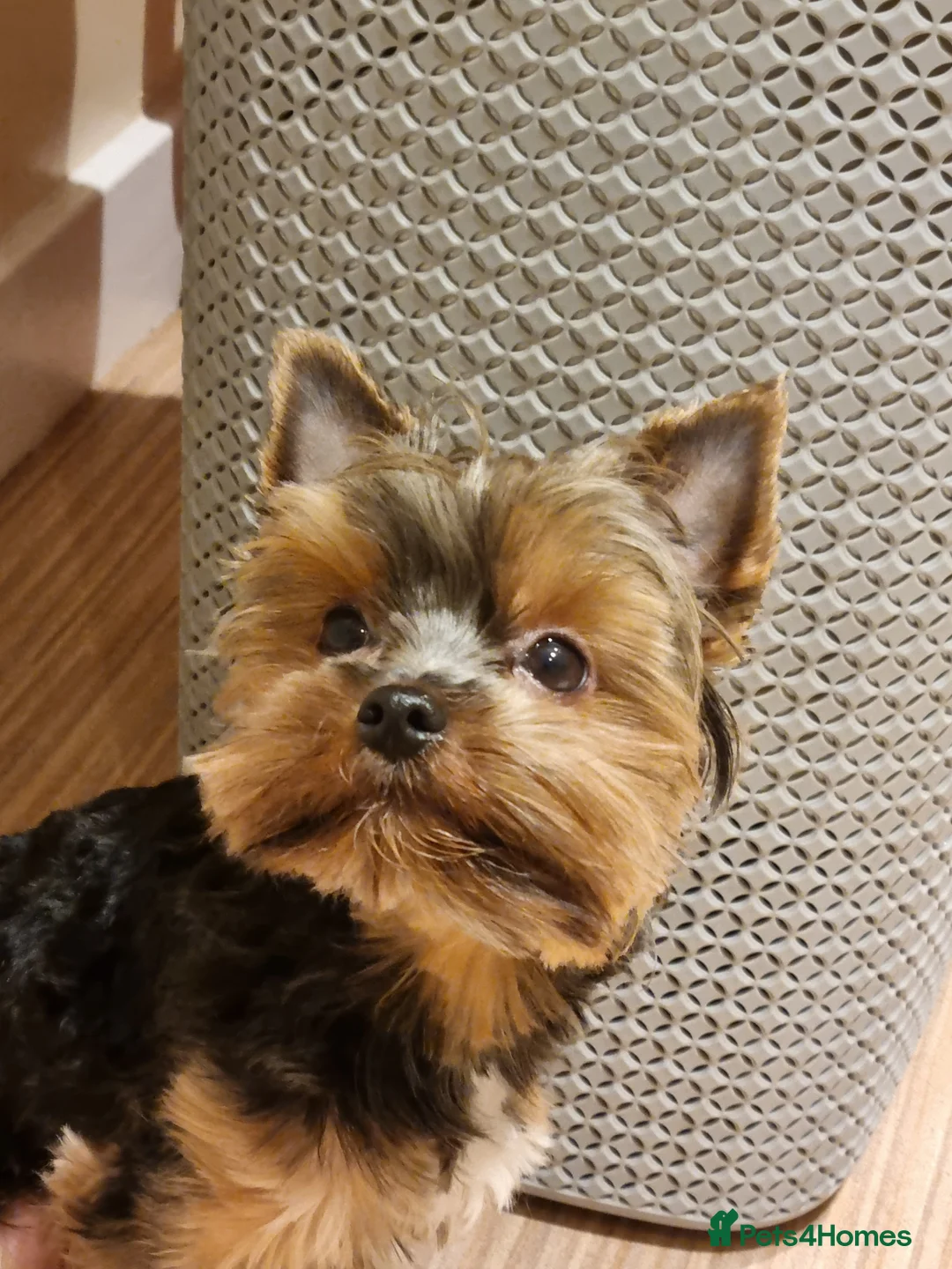 Yorkshire Terrier dogs for stud: Stunning Marco Black Tiger aka Paco - Advert 3