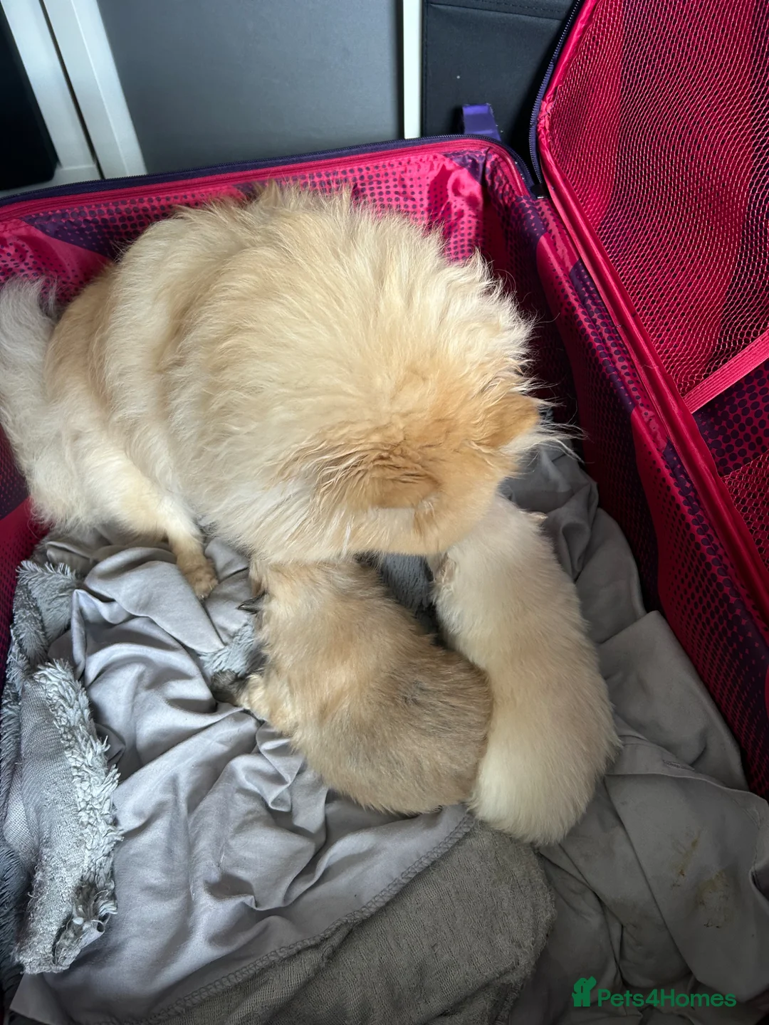 Pomeranian dogs for sale: Tiny Cream Pomeranian Boy  - Advert 8