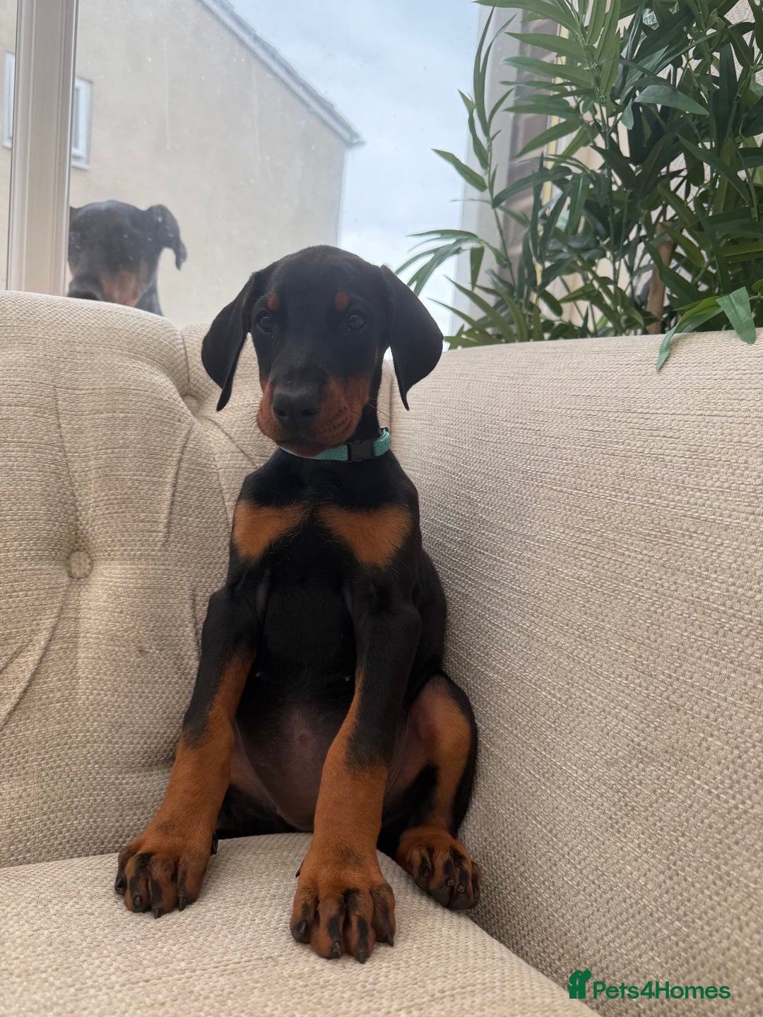 Dobermann dogs for sale: Healthy chunky European Doberman puppies - Image 17