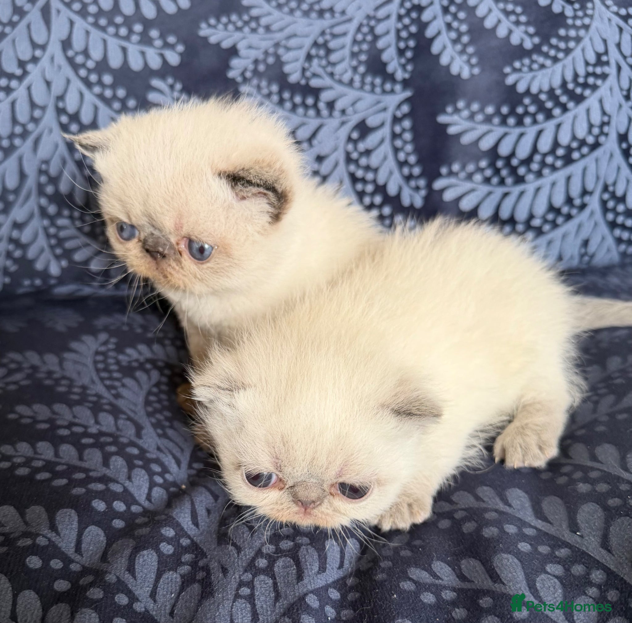 Exotic cats Colourpoint Exotic Shorthair Kittens  - Advert 3