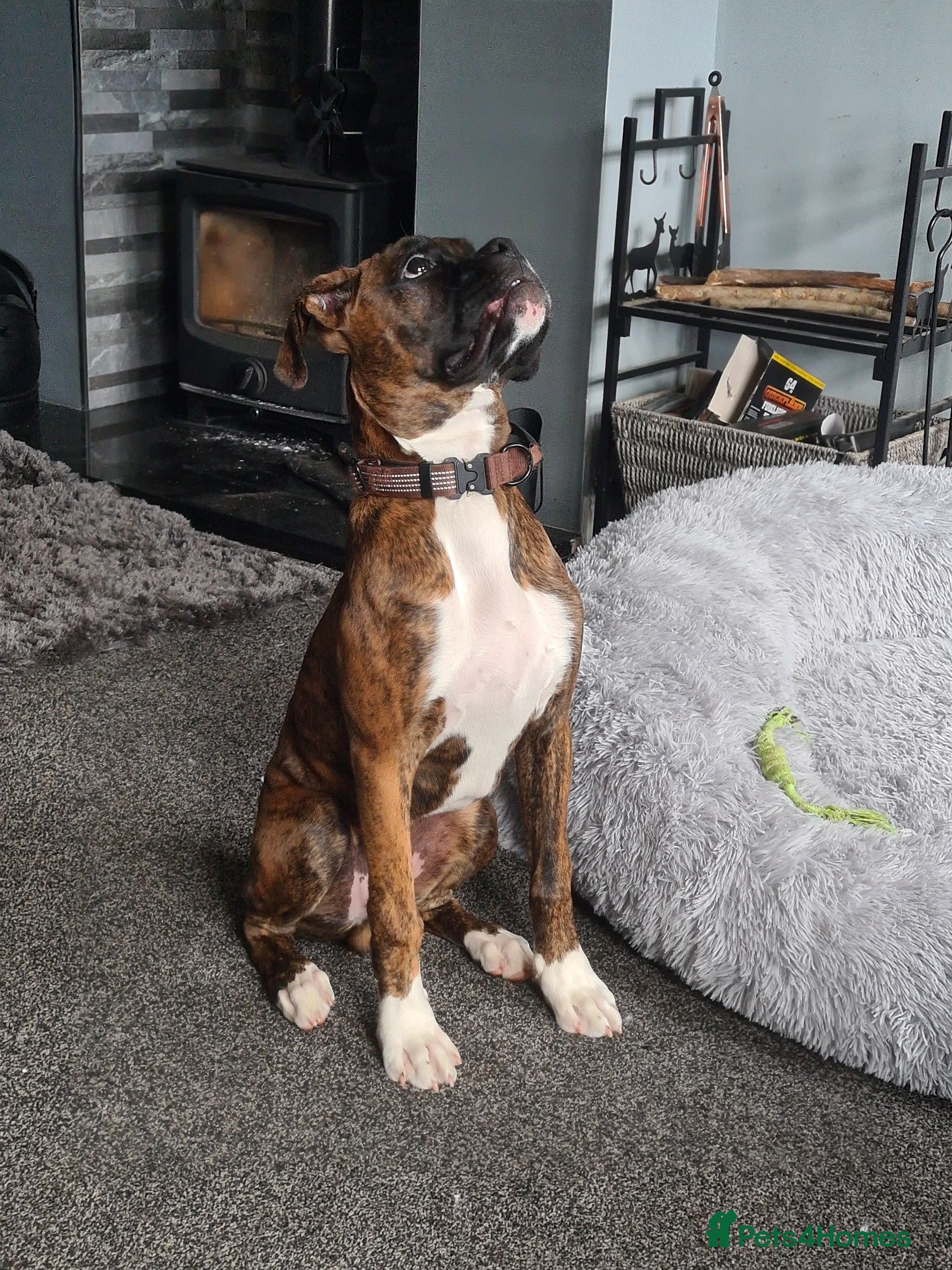 Boxer dogs Beautiful Pedigree Boxer Pups - Advert 7
