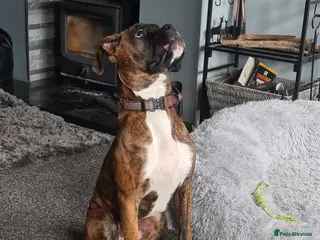 Boxer dogs Beautiful Pedigree Boxer Pups - Advert 7