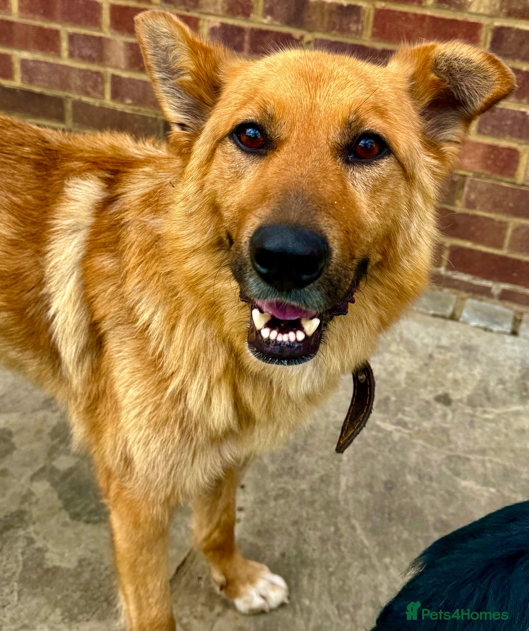 German Shepherd dogs for adoption: Ridgey – The Dog They Left Behind - Image 10