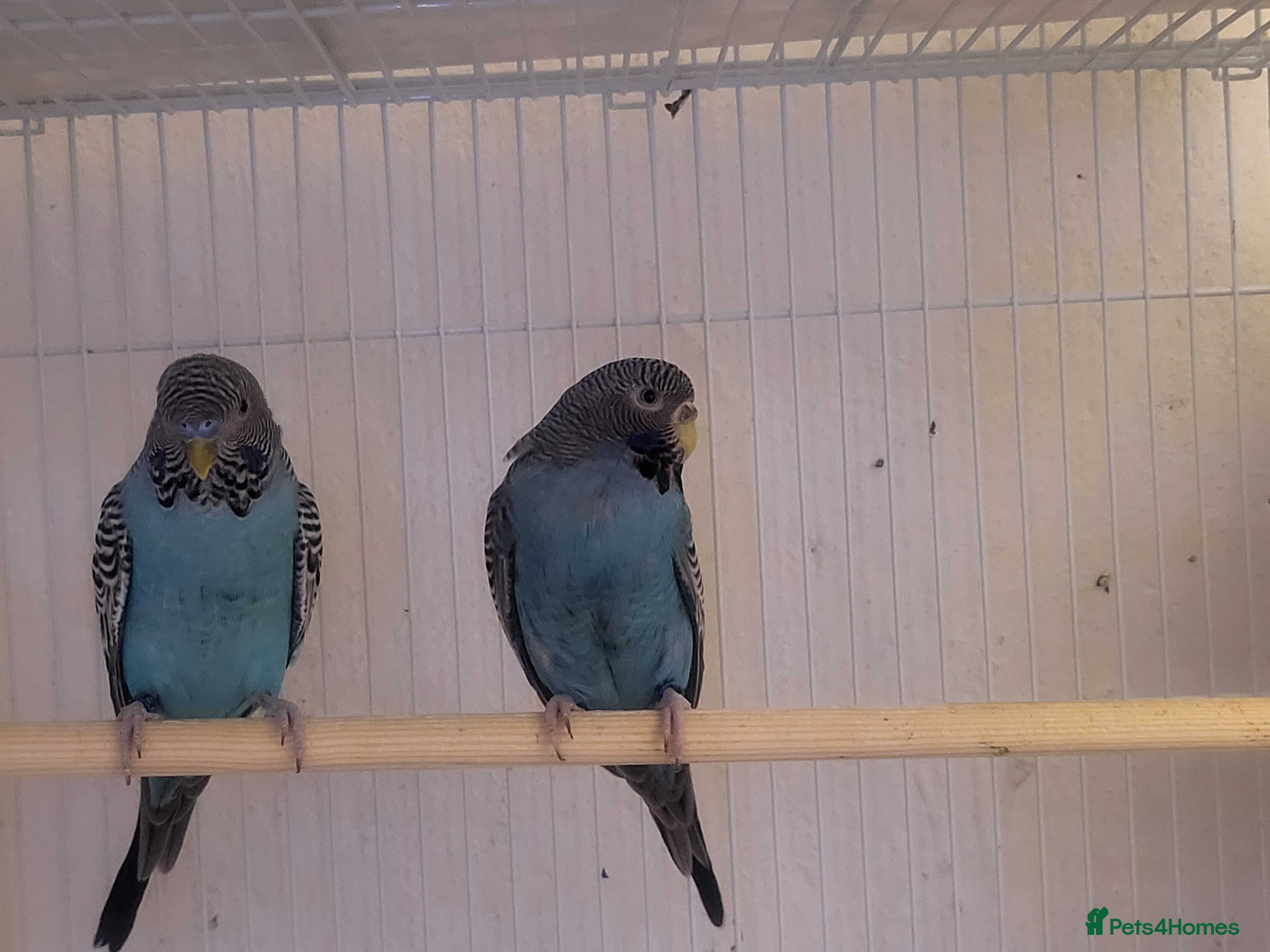 Budgerigars birds Blackface breeding pair - Advert 7