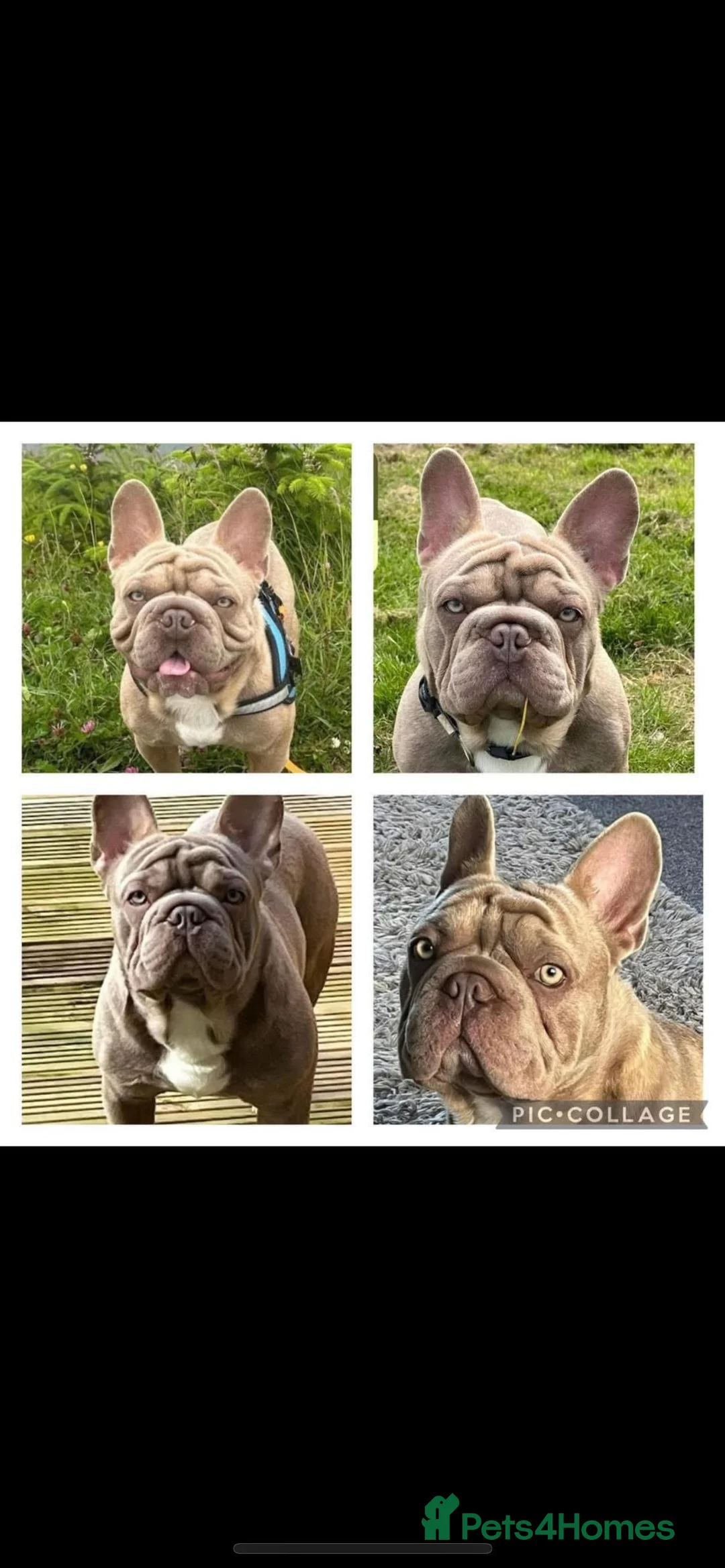 French Bulldog dogs for stud: French bulldog stud - Advert 2
