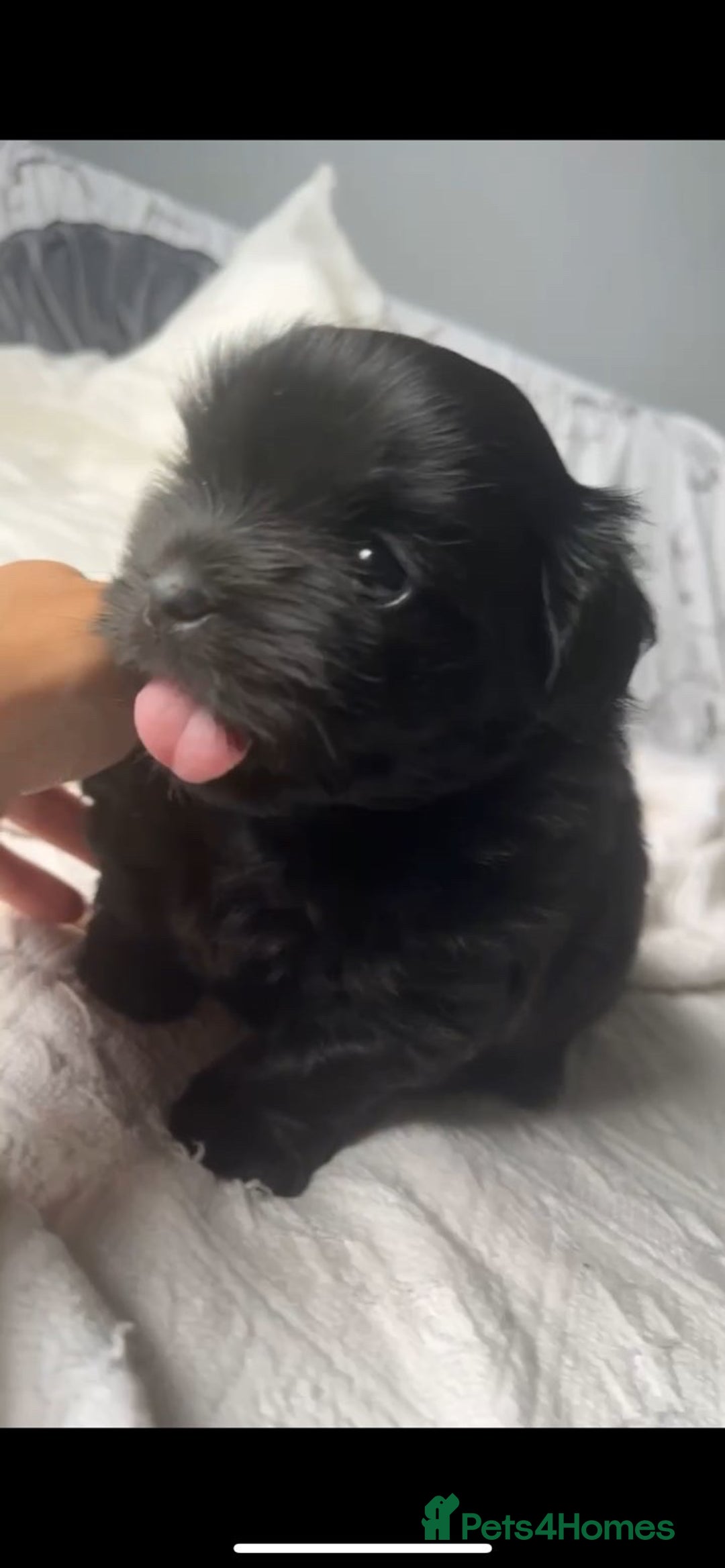 Shih Tzu dogs for sale: Bear 🐻  - Image 6