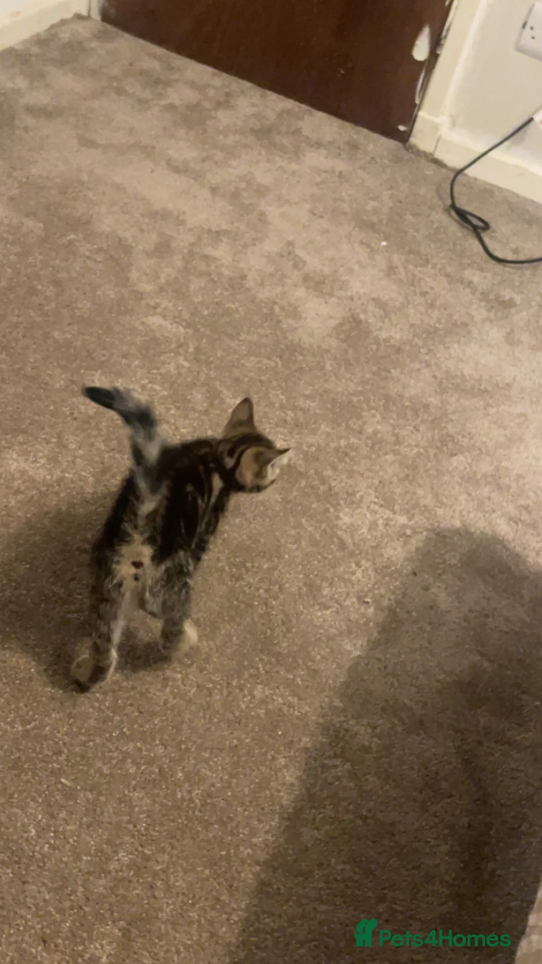 Mixed Breed cats for sale: Female kittens  - Advert 2