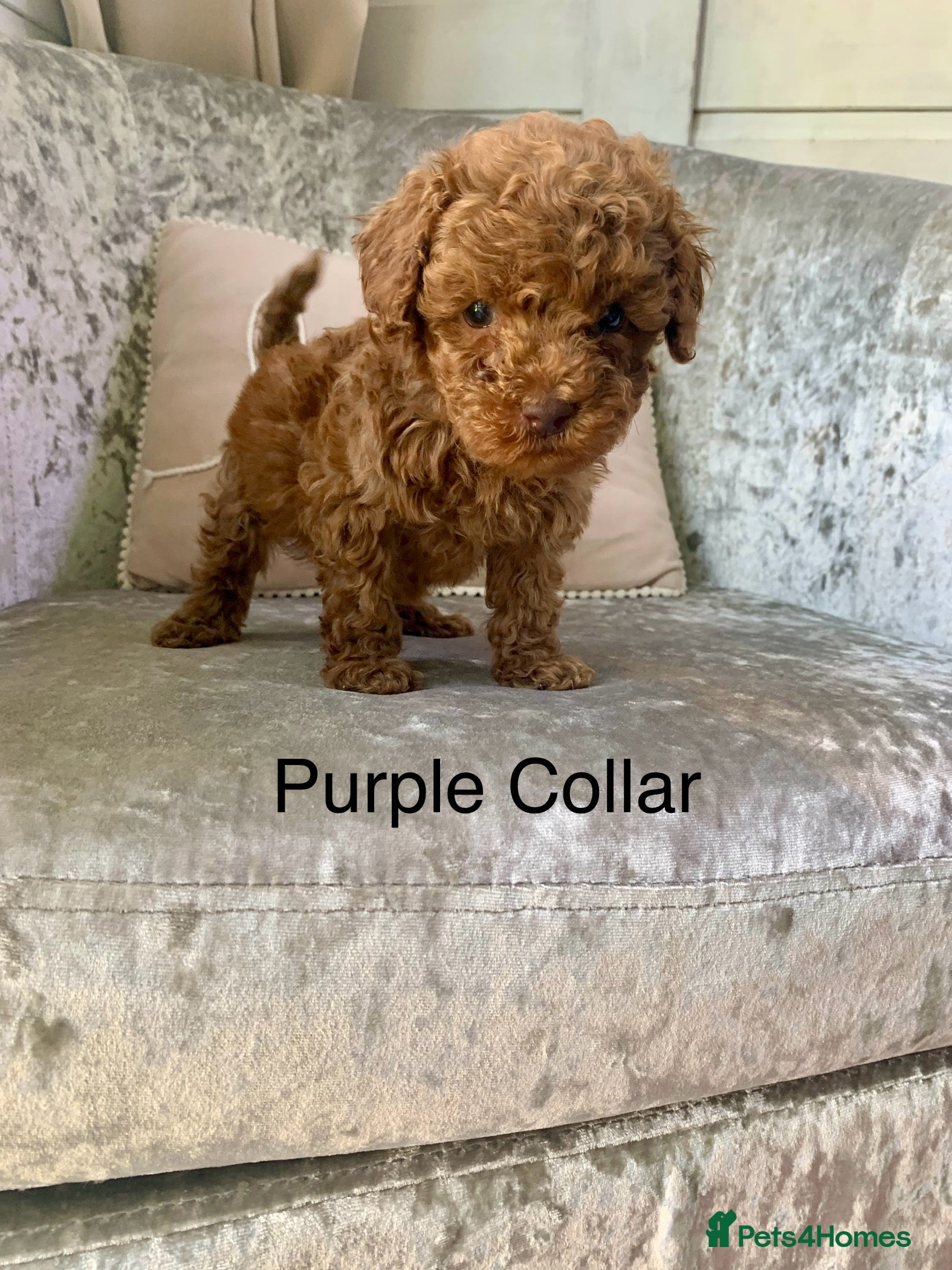 Toy Poodle dogs 🐩Outstanding Toy Poodle Puppies – Ready to view🐩 - Advert 1