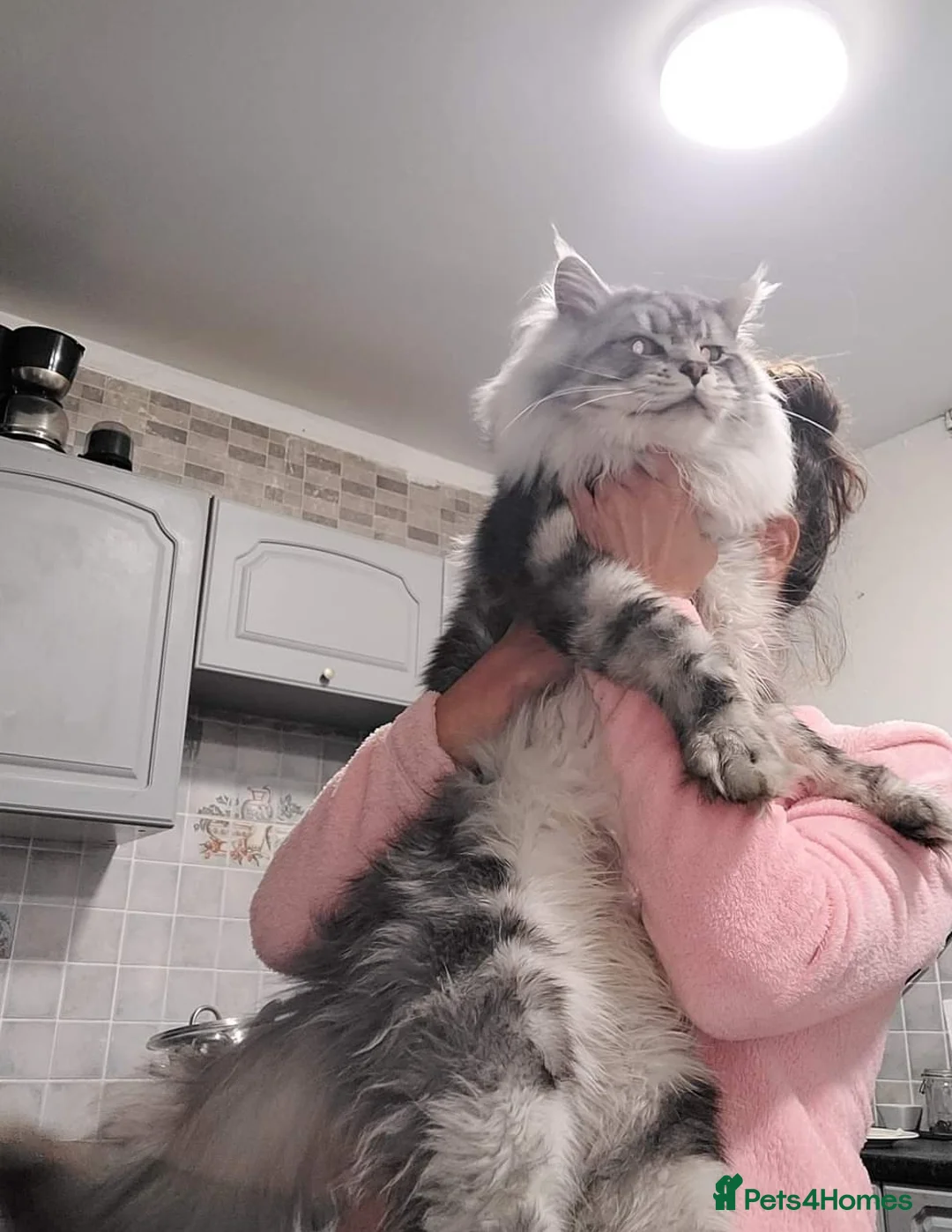 Maine Coon cats for stud: Beautiful proven stud in Newport - Advert 2