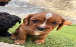 Cavalier King Charles Spaniel dogs for sale: Gorgeous cavalier puppies  - Image 13