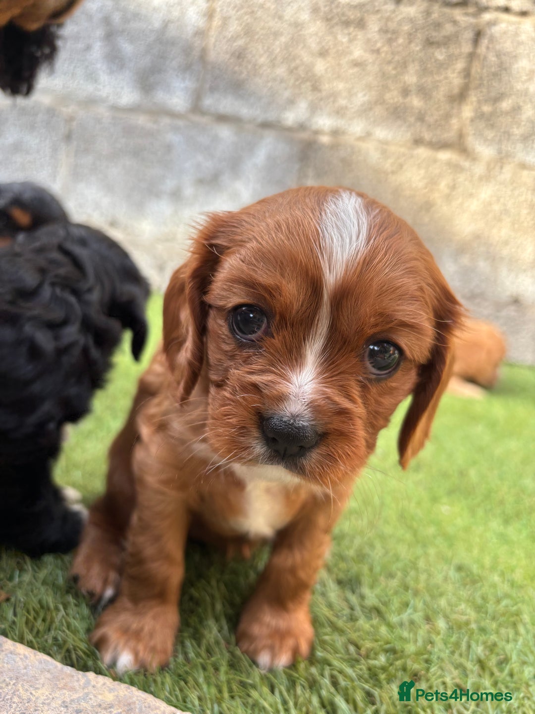 Cavalier King Charles Spaniel dogs for sale: Gorgeous cavalier puppies  - Image 13