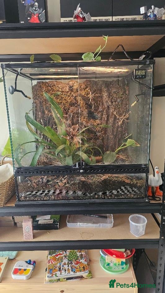 Isopods invertebrates 200+ Isopods with Complete Exo Terra Terrarium - Advert 7