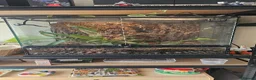 Isopods invertebrates for sale: 200+ Isopods with Complete Exo Terra Terrarium in Doncaster - Advert 1